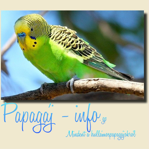 Papagj info - Mindent a hullmos papagjokrl